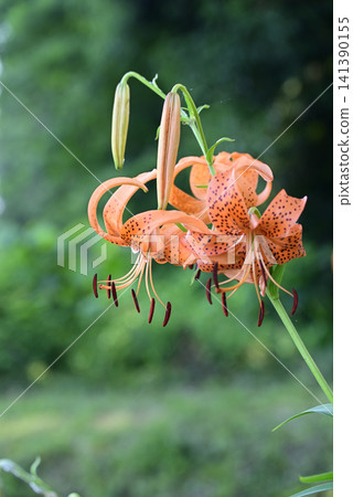 Tiger lilies blooming in Satoyama Tiger lilies blooming in Satoyama 141390155