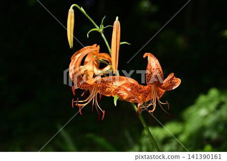 Tiger lilies blooming in Satoyama Tiger lilies blooming in Satoyama 141390161