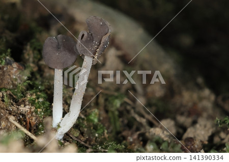 Wild mushroom, *Crocothemis servilia*, grows on the ground in forests from summer to autumn. July, in a park after the rain. Wild mushroom, *Crocothemis servilia*, grows on the ground in forests from summer to autumn. July, in a park after the rain. 141390334