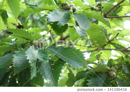 藍色橡子果實 藍色橡子果實 141390438