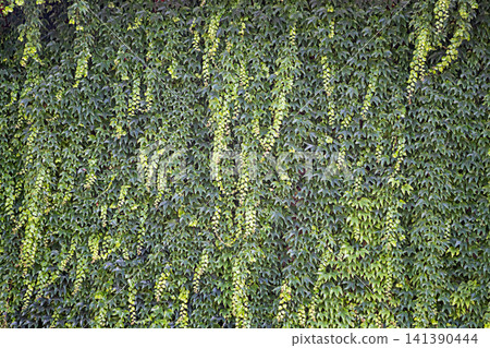 Green ivy covering textured wall with cascading vine leaves creating natural pattern Green ivy covering textured wall with cascading vine leaves creating natural pattern 141390444