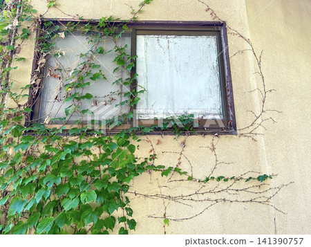 Window of an old house with climbing plants entwined around it 141390757