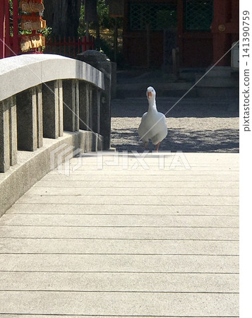 A white goose walking across the stone bridge of a shrine A white goose walking across the stone bridge of a shrine 141390759