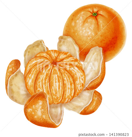 Composition of tangerines. Watercolor illustration of peeled and unpeeled mandarins with zest. Citrus fruit. Perfect for New Year designs, packaging, menus, branding, and food design Composition of tangerines. Watercolor illustration of peeled and unpeeled mandarins with zest. Citrus fruit. Perfect for New Year designs, packaging, menus, branding, and food design 141390823