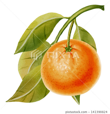 A composition of tangerines on a branch. Watercolor illustration of mandarins on a branch with leaves. Citrus fruits. Ideal for New Year design, packaging, menus, branding, and food packaging A composition of tangerines on a branch. Watercolor illustration of mandarins on a branch with leaves. Citrus fruits. Ideal for New Year design, packaging, menus, branding, and food packaging 141390824