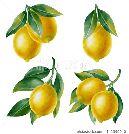 Watercolor set of fresh lemons. Botanical set of branches with leaves and whole lemons. Bright citrus elements for food design, packaging, home decor, and cocktail menus. Watercolor set of fresh lemons. Botanical set of branches with leaves and whole lemons. Bright citrus elements for food design, packaging, home decor, and cocktail menus. 141390940
