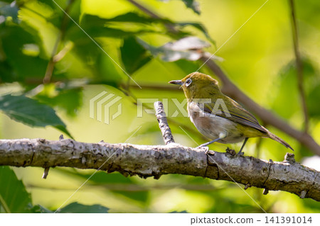 A Japanese white-eye perched on a branch (side view, facing left) A Japanese white-eye perched on a branch (side view, facing left) 141391014