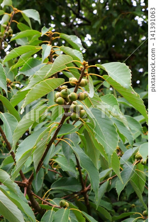 藍色橡子果實 藍色橡子果實 141391063