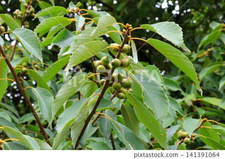藍色橡子果實 藍色橡子果實 141391064