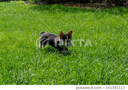 A young playful corgi puppy playing in the backyard. A young playful corgi puppy playing in the backyard. 141391111