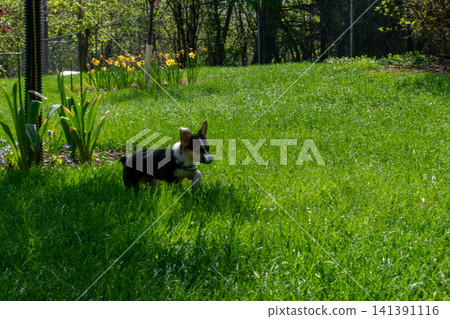 A young playful corgi puppy playing in the backyard. A young playful corgi puppy playing in the backyard. 141391116