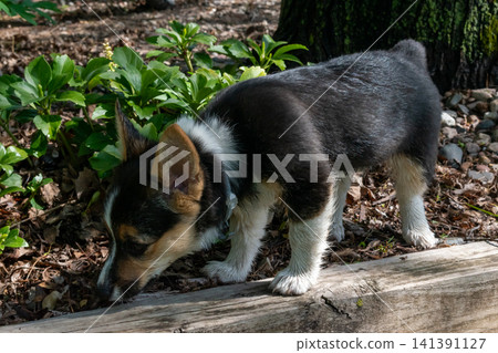 A young playful corgi puppy playing in the backyard. A young playful corgi puppy playing in the backyard. 141391127