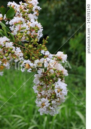 白縐myb花 白縐myb花 141391140