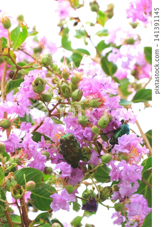 Cute pink crape myrtle Cute pink crape myrtle 141391145