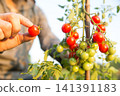 Harvesting mini tomatoes 141391183