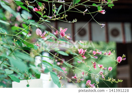 京都Nagi神社的H 京都Nagi神社的H 141391228