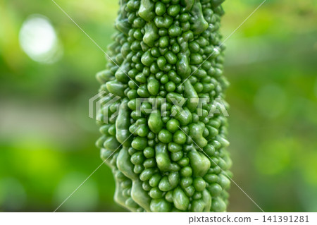 Close-up of the surface of bitter melon (goya) growing in the field (September) - Home garden 141391281