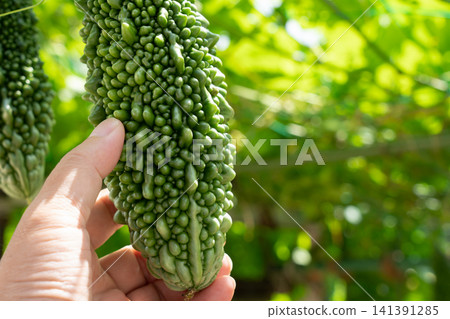 九月,一名男子在自家花園採摘苦瓜。 九月,一名男子在自家花園採摘苦瓜。 141391285