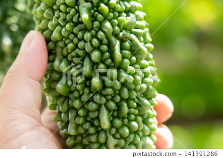 九月,一名男子在自家花園採摘苦瓜。 九月,一名男子在自家花園採摘苦瓜。 141391286