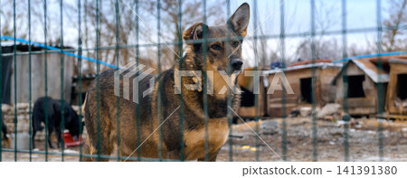 Homeless Dog in Animal Shelter Kennel Waiting for Adoption 141391380