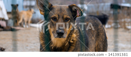 Homeless Dog in Animal Shelter Kennel Waiting for Adoption Homeless Dog in Animal Shelter Kennel Waiting for Adoption 141391381