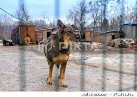 Homeless Dog in Animal Shelter Kennel Waiting for Adoption 141391382