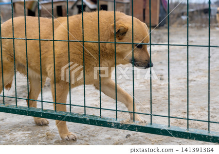 Homeless Dog in Animal Shelter Kennel Waiting for Adoption Homeless Dog in Animal Shelter Kennel Waiting for Adoption 141391384