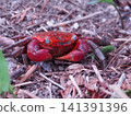 Red-clawed crab 141391396