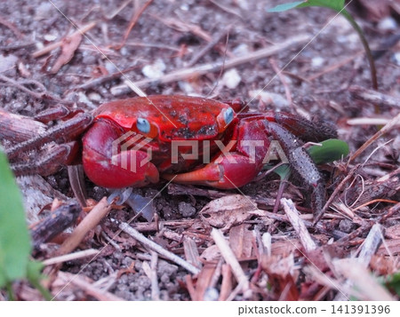 Red-clawed crab Red-clawed crab 141391396