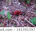 Red-clawed crab 141391397