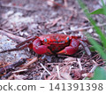 Red-clawed crab 141391398