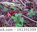 Red-clawed crab 141391399