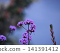 Verbena 141391412
