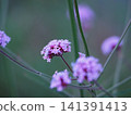 Verbena 141391413