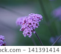 Verbena 141391414