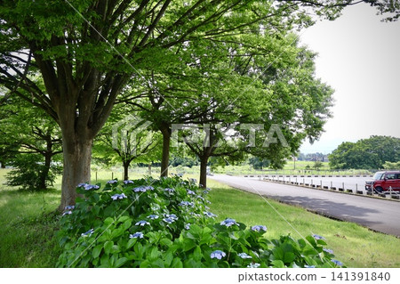 One corner of the park One corner of the park 141391840