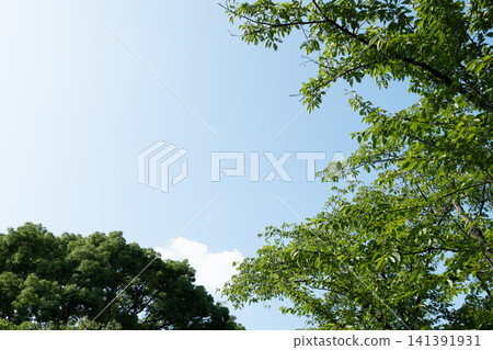Blue sky and green trees Blue sky and green trees 141391931