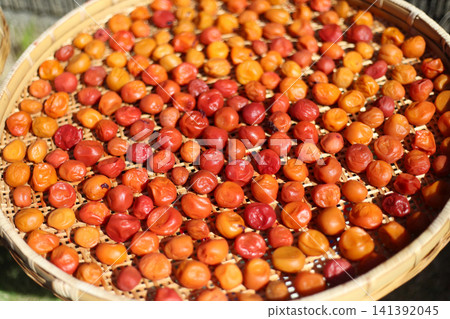 Drying Umeboshi Drying Umeboshi 141392045