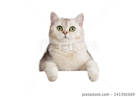 Cute white cat peeks out with front paws because of something Cute white cat peeks out with front paws because of something 141392089