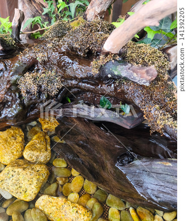 水族箱景觀,以長滿苔蘚的沉木和黃色石頭為特色。 水族箱景觀,以長滿苔蘚的沉木和黃色石頭為特色。 141392205