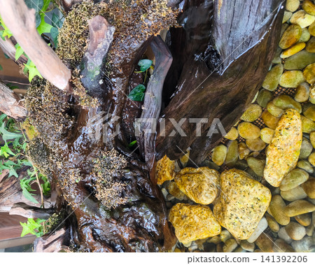 由濕沉木、苔蘚和黃色石頭組成的水族箱。 由濕沉木、苔蘚和黃色石頭組成的水族箱。 141392206