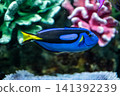 A vibrant blue surgeonfish swimming – a beautiful marine fish. 141392239