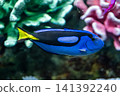 A vibrant blue surgeonfish swimming – a beautiful marine fish. 141392240