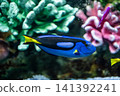 A vibrant blue surgeonfish swimming – a beautiful marine fish. 141392241