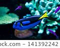 A vibrant blue surgeonfish swimming – a beautiful marine fish. 141392242