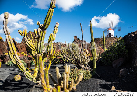Jardin de Cactus designed by Cesar Manrique in Guatiza, Lanzarote. Traditional windmill rising above the famous Cactus Garden in Lanzarote. Jardin de Cactus designed by Cesar Manrique in Guatiza, Lanzarote. Traditional windmill rising above the famous Cactus Garden in Lanzarote. 141392288