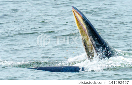 A Bryde whale lunges out of the ocean water with its mouth wide open to filter feed on small fish. The image shows detailed baleen plates and splashing water during a natural feeding behavior. A Bryde whale lunges out of the ocean water with its mouth wide open to filter feed on small fish. The image shows detailed baleen plates and splashing water during a natural feeding behavior. 141392467