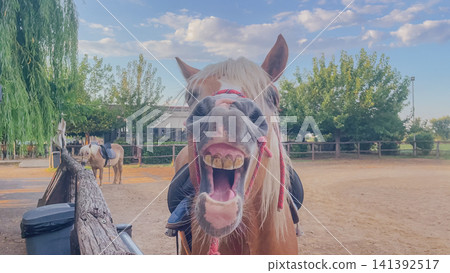 Funny close up view of a brown pony horse opening wide mouth showing teeth and yawning on a farm outdoor arena during sunny day in countryside horse riding club Funny close up view of a brown pony horse opening wide mouth showing teeth and yawning on a farm outdoor arena during sunny day in countryside horse riding club 141392517