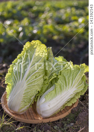 A farming scene featuring a field of lush, growing cabbage and freshly harvested cabbage. A farming scene featuring a field of lush, growing cabbage and freshly harvested cabbage. 141392543