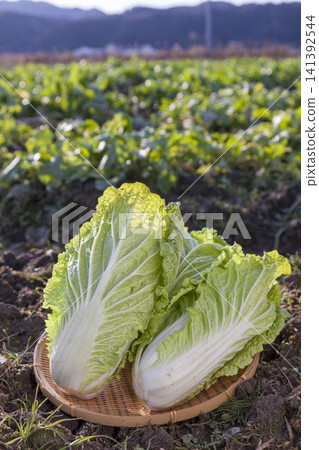 A farming scene featuring a field of lush, growing cabbage and freshly harvested cabbage. A farming scene featuring a field of lush, growing cabbage and freshly harvested cabbage. 141392544